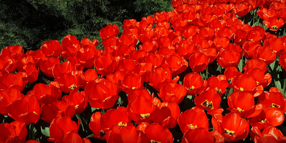 Tulipas Holandesas